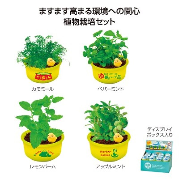 育てるカプセル　ゆ桶でハーブ栽培の写真