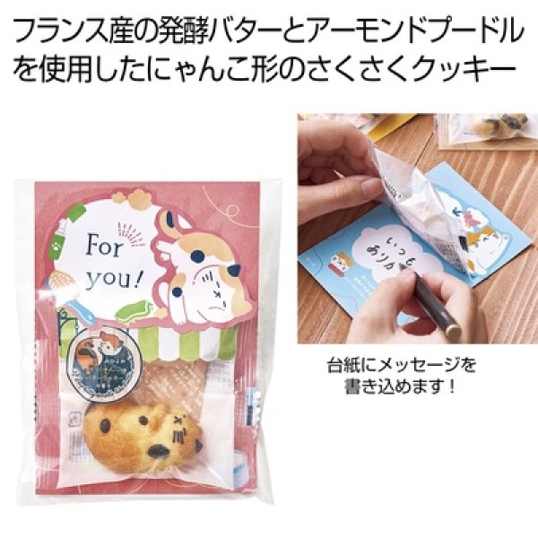 おひるねにゃんこはバタークッキーの香り【Ｆｏｒｙｏｕ】ミミ（三毛）の写真