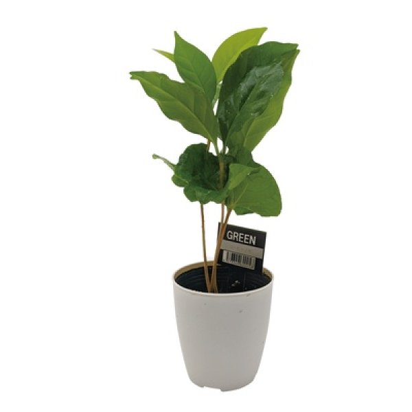 画像4: ミニ観葉セレクションおまかせアソート1個 (4)