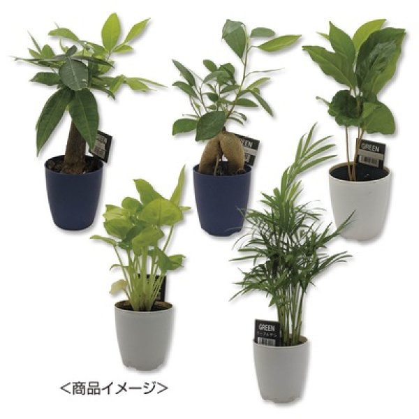 ミニ観葉セレクションおまかせアソート１個の写真