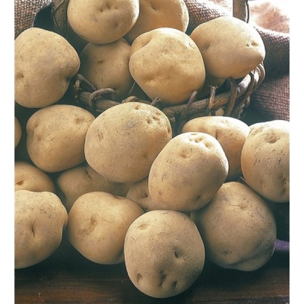 画像3: 北海道産男爵じゃがいも詰め放題キット２０ｋｇ（約２０人用） (3)