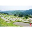 画像3: 新潟魚沼産こしひかり３００ｇ (3)