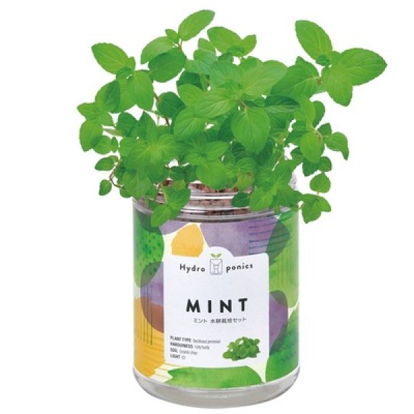 画像3: グリーンペット１個（ミント） (3)