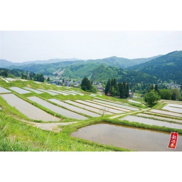 画像2: 新潟魚沼産こしひかり３００ｇ (2)