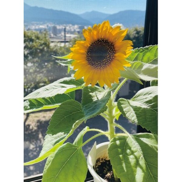 画像2: ミニひまわり栽培キット (2)