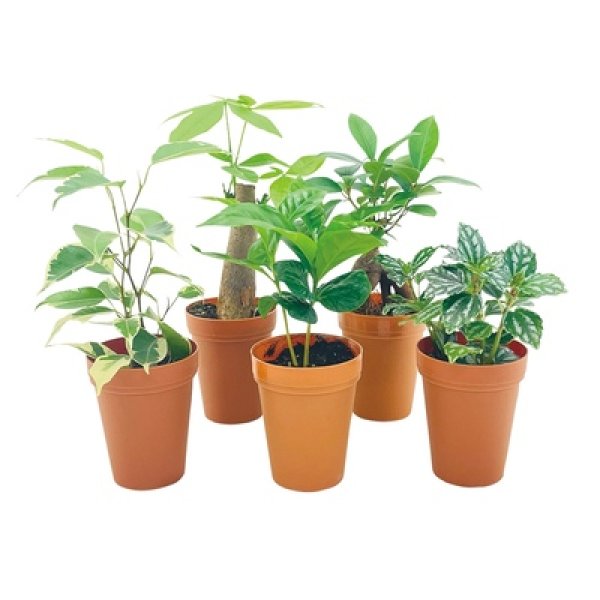 ミニ観葉植物ポットミックス１個の写真